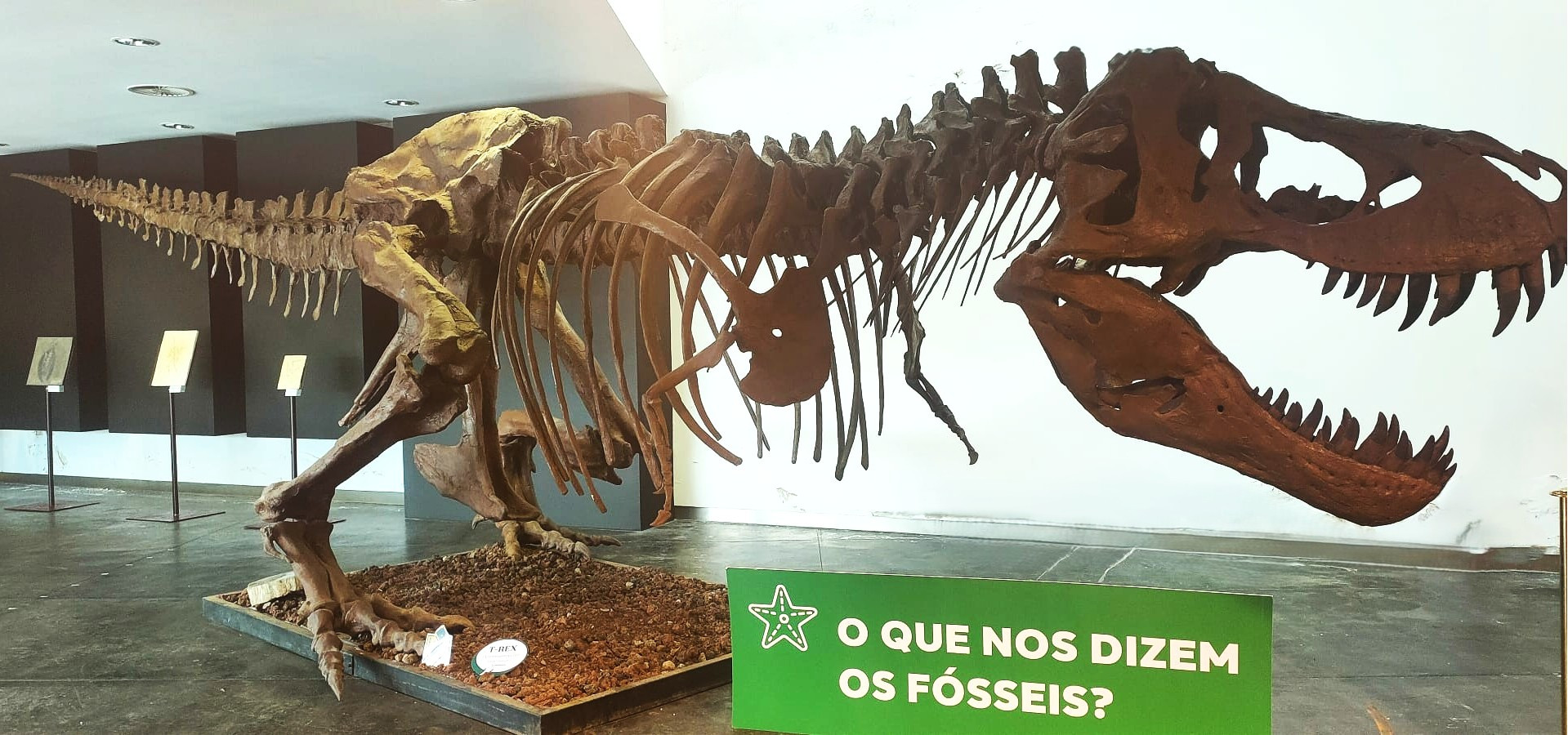 O que nos dizem os fósseis