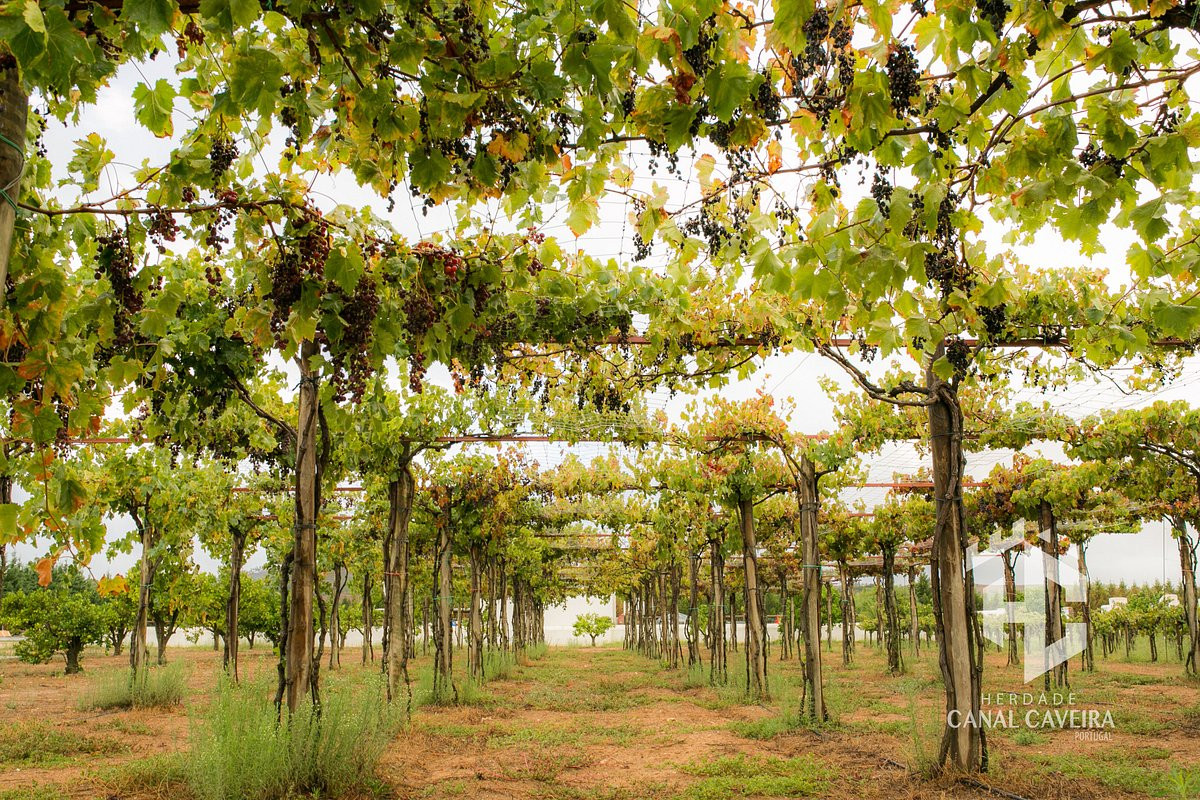 Herdade Canal Caveira