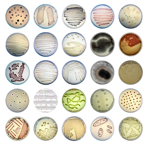 Microrganismos de Estimação (exposição online)