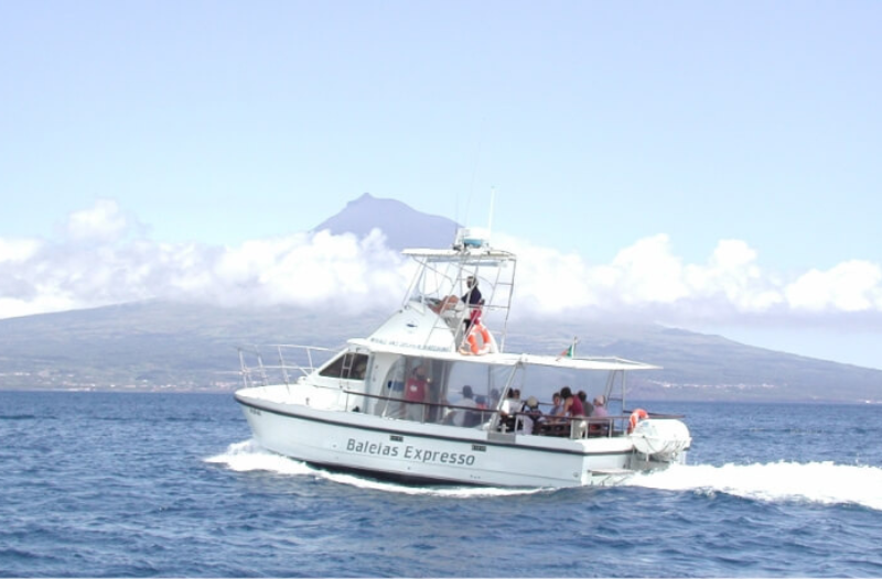 Observação de Cetáceos | Peter Zee