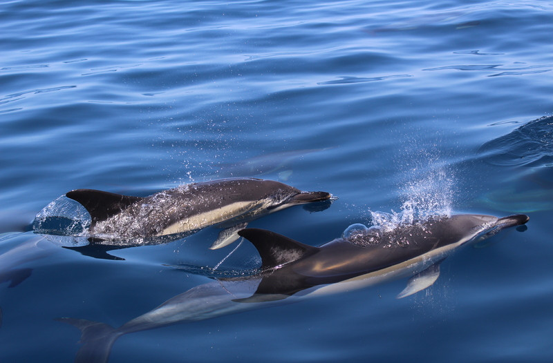 BlueFleet  - Passeio de barco pela costa