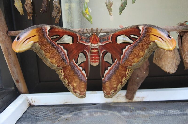 Borboletário Tropical