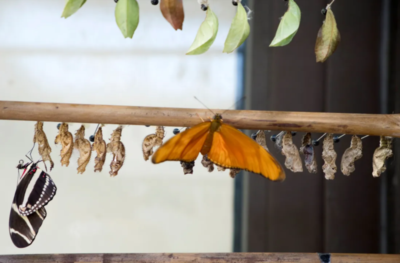 Borboletário Tropical