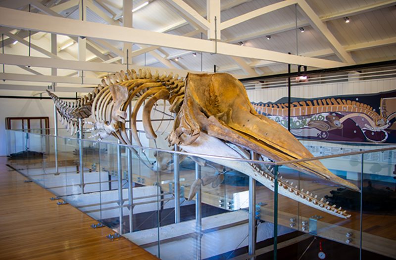 Fábrica da Baleia de Porto Pim