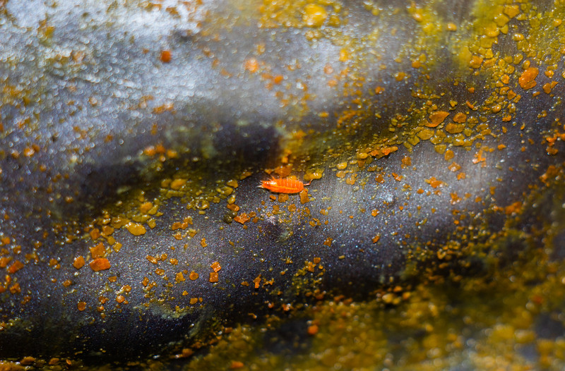 Gruta do Carvão - Amigos dos Açores, Associação Ecológica