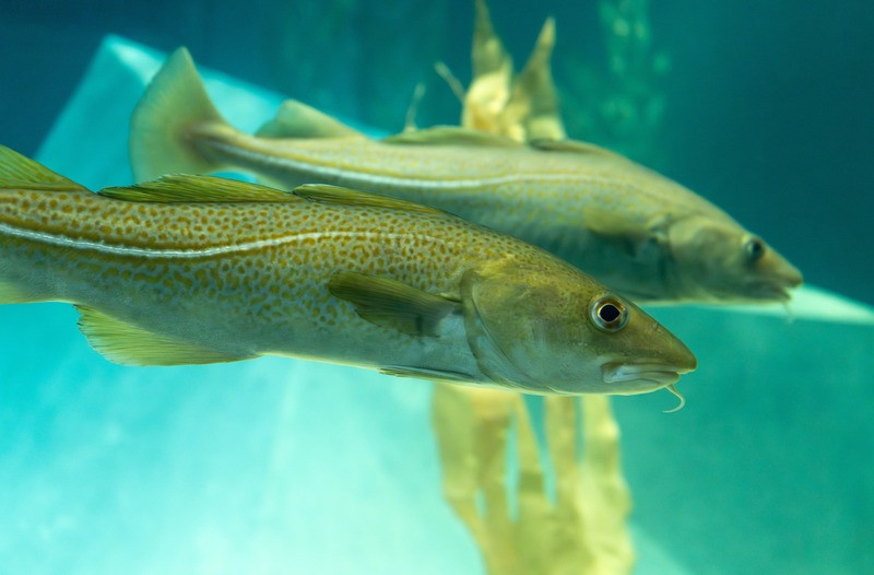 Museu Marítimo de Ílhavo