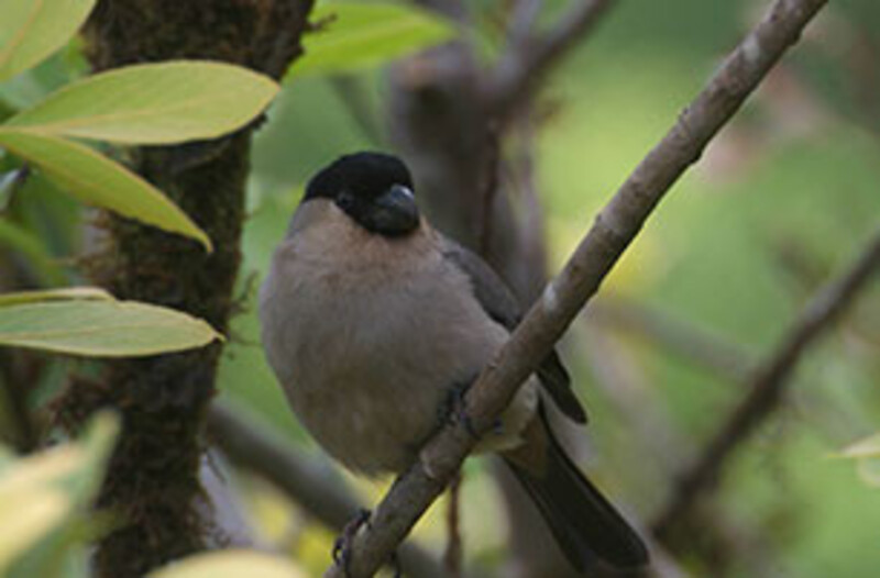 Centro Ambiental do Priolo