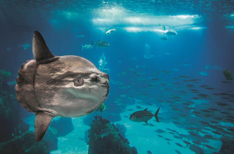 Oceanário de Lisboa