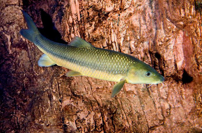 Fluviário de Mora