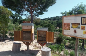 A Apicultora | Terra das Abelhas