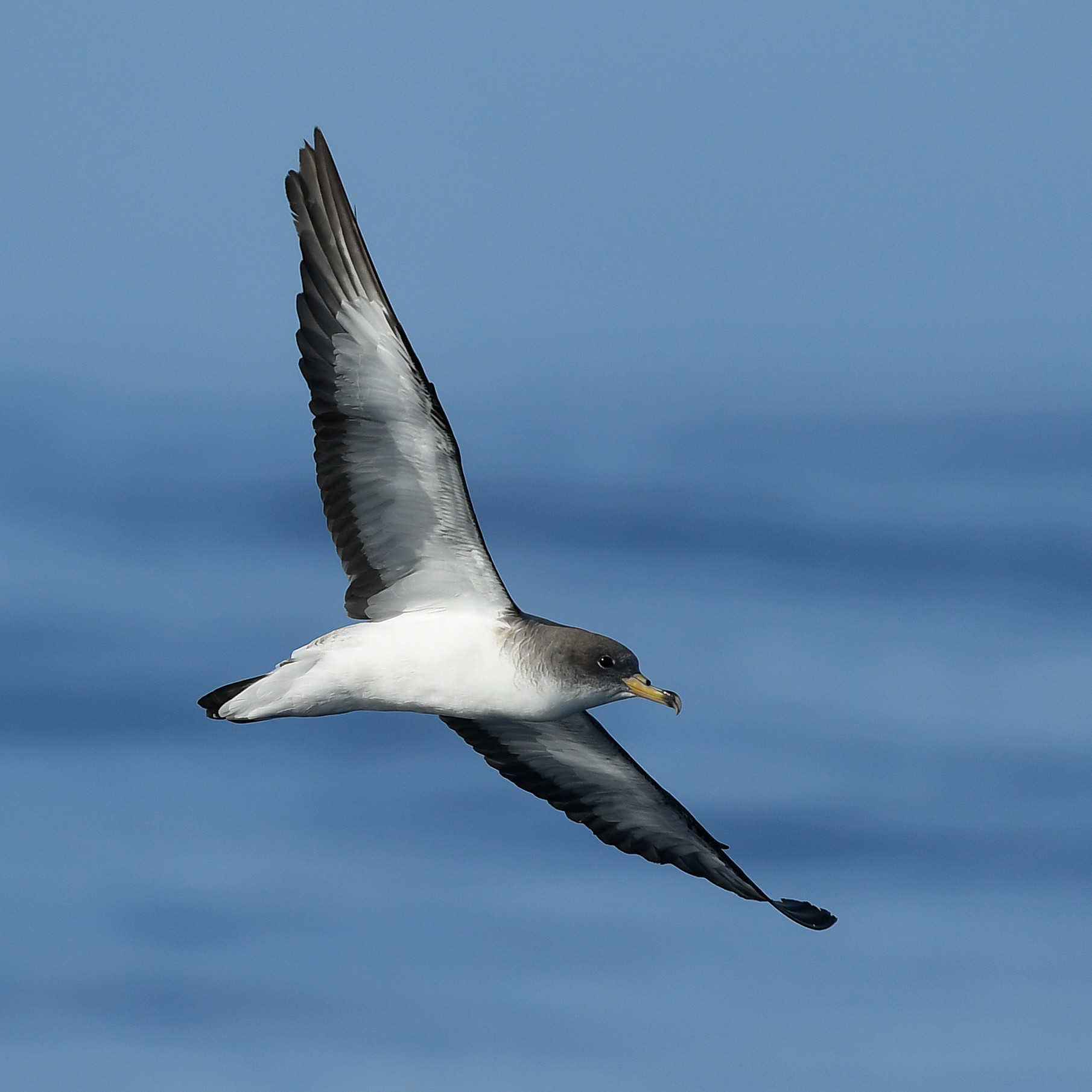 Cagarros, asas e olhos do Atlântico