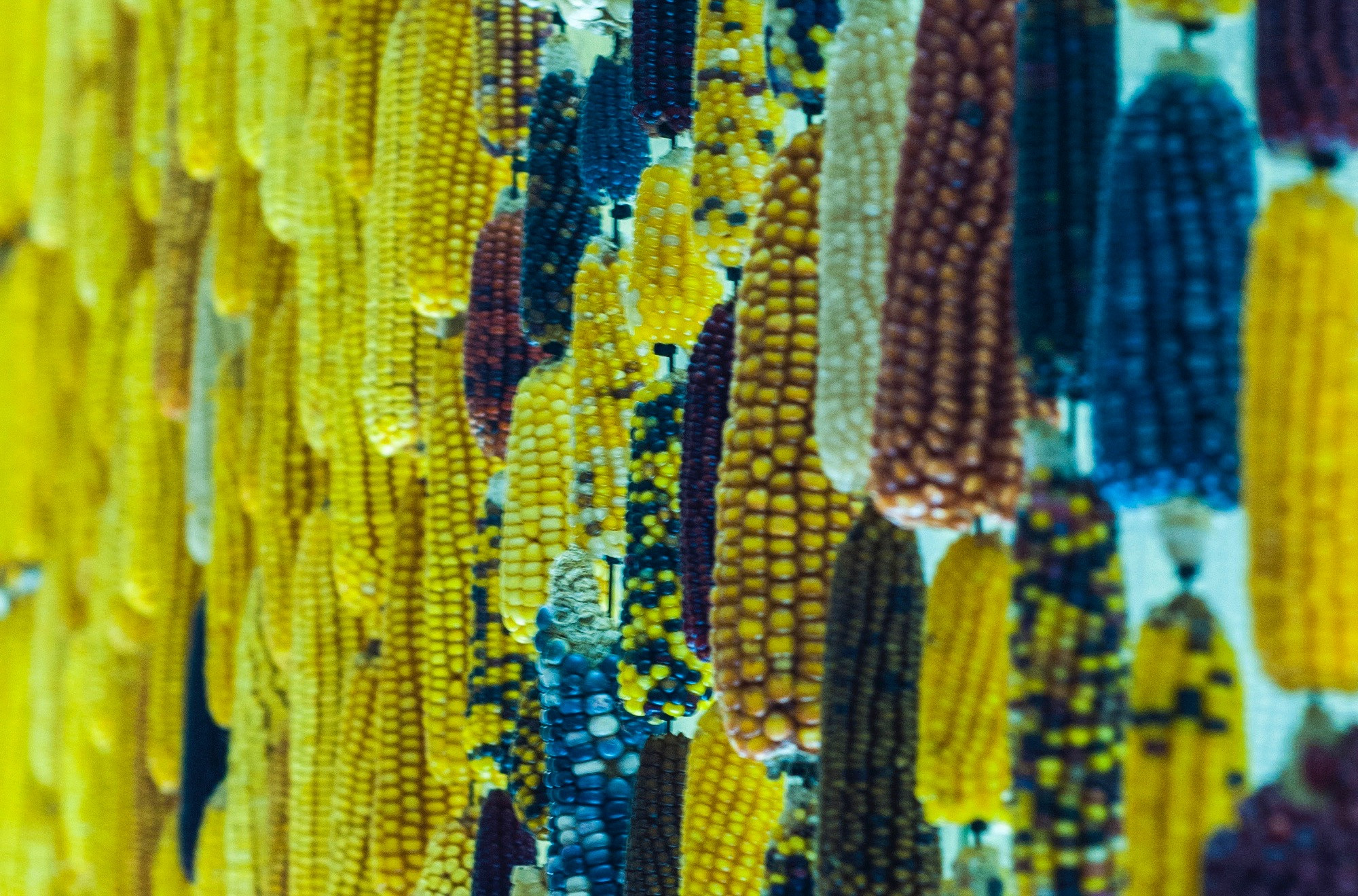 Galeria da Biodiversidade - Centro Ciência Viva